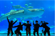 美ら海水族館